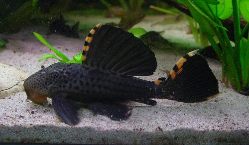 Pleco Three Beacon L091 4-5 Inch Live Freshwater Aquarium Bottom Fish