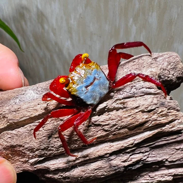 3-Pack Rainbow Vampire Crab Rouxi Live Freshwater Paludarium Crab Pets