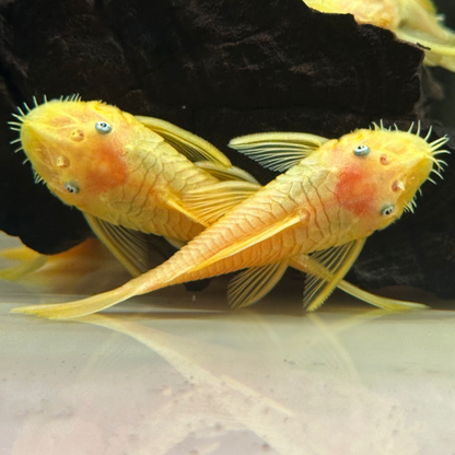 2-Pack Albino Ancistrus Pleco 2.5-3.0″ – Live Freshwater Aquarium Fish – Algae Eater