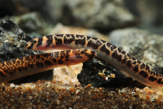 5-Pack Leopard Kuhli Loach 1.5–2.0” – Peaceful Freshwater Bottom Community Fish