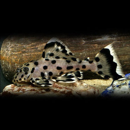 Pleco L264 Sultan (2–2.5 Inch) – Rare Hypancistrus – Live Freshwater Aquarium Fish