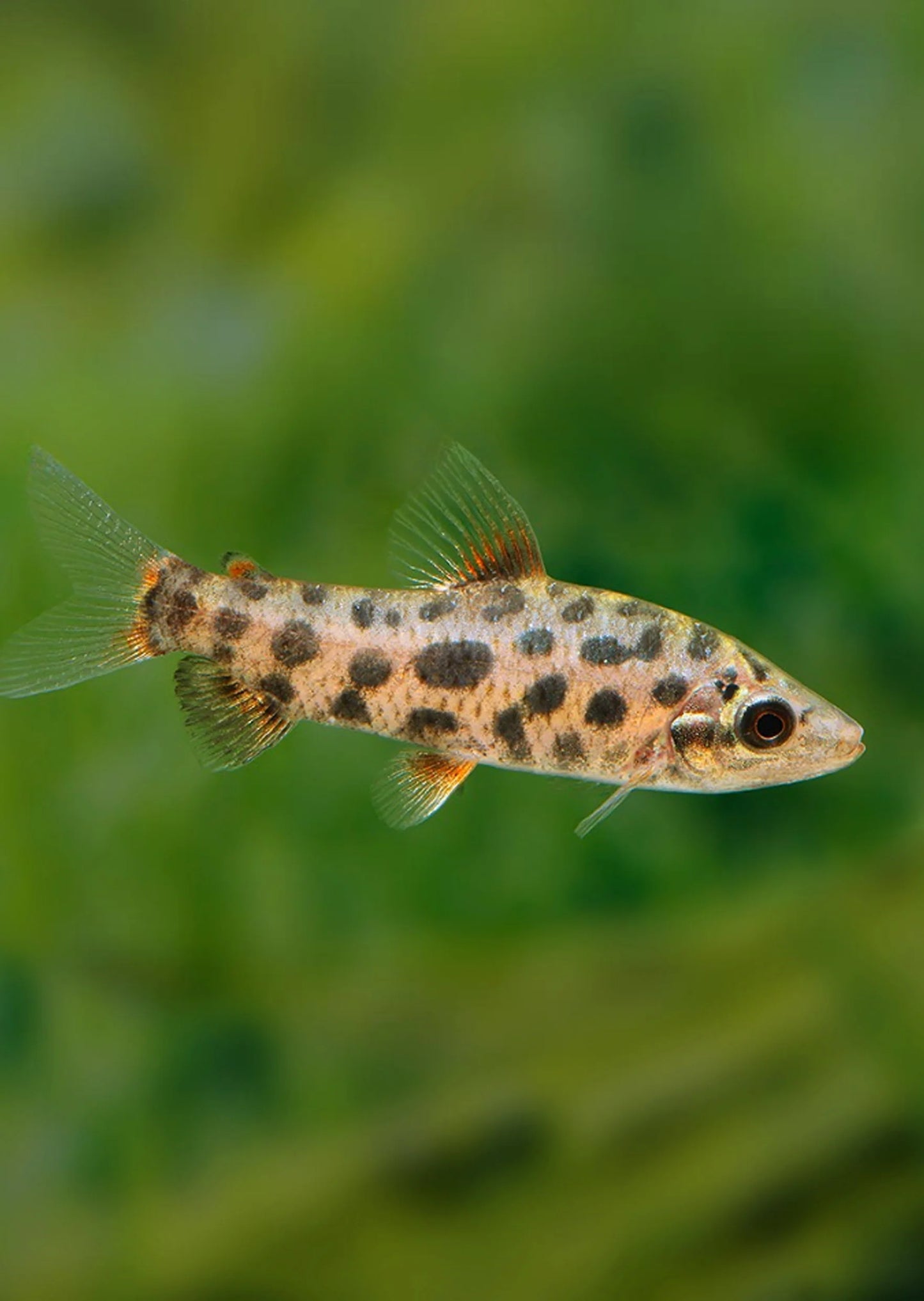 2-Pack Strawberry Leporinus 1.5-2 Inch Live Freshwater Aquarium Fish Rare