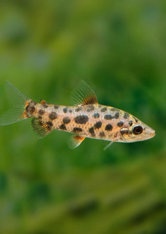 2-Pack Strawberry Leporinus 1.5-2 Inch Live Freshwater Aquarium Fish Rare