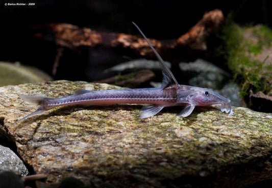 Green Sturgeon Doradid Catfish 4-5” Live Freshwater Rare Aquarium Fish