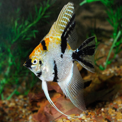 3-Pack Koi Veiltail Angel 1.5–2.0” – Live Freshwater Angelfish – Elegant Color