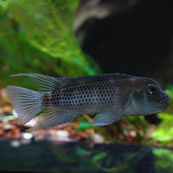 Buffalohead Cichlid 2.5–3” Live Fish – Rare African Cichlid Aquarium Fish