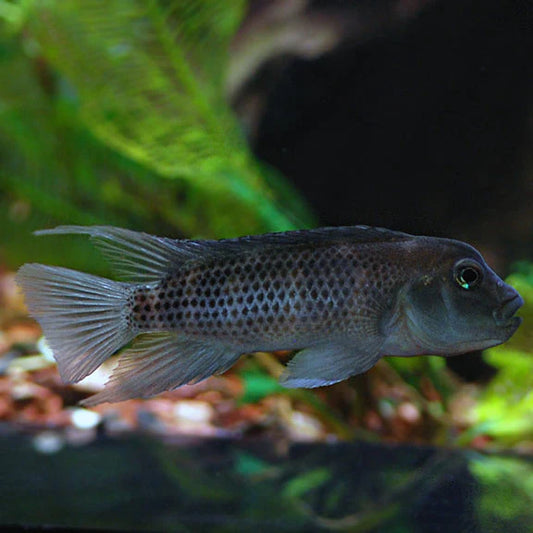 Buffalohead Cichlid 2.5–3” Live Fish – Rare African Cichlid Aquarium Fish