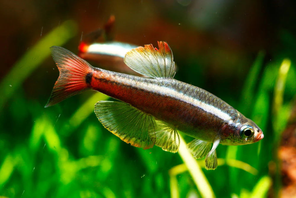 5-Pack Longfin White Cloud – Live Freshwater Aquarium Fish – Hardy Peaceful Nano