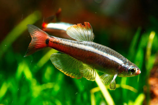 5-Pack Longfin White Cloud – Live Freshwater Aquarium Fish – Hardy Peaceful Nano