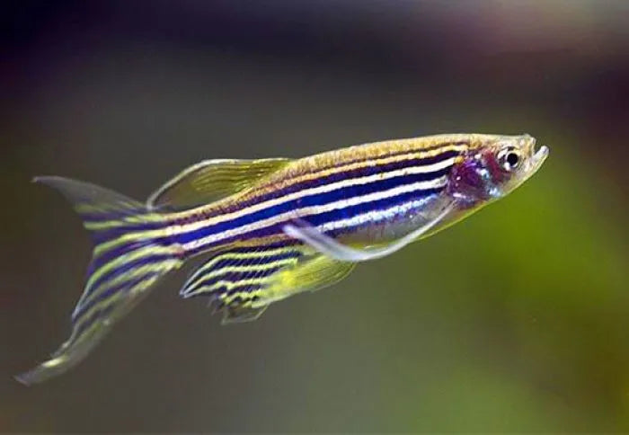 12-Pack Longfin Zebra Danios – Live Freshwater Schooling Fish for Aquarium