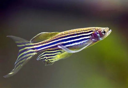 12-Pack Longfin Zebra Danios – Live Freshwater Schooling Fish for Aquarium