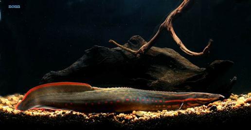 Fire Eel 11–13” Live Fish – Exotic Freshwater Eel Peaceful Large Aquarium