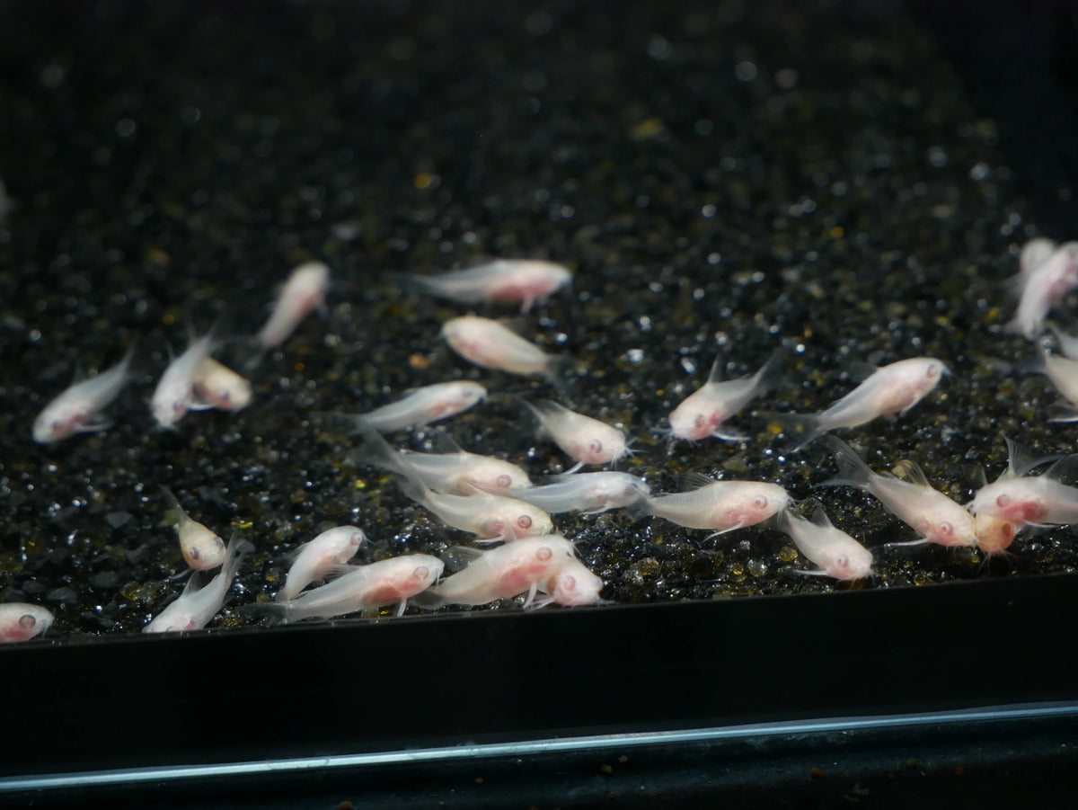 6-Pack Albino Pygmy Corydoras Live Freshwater Cory Catfish Aquarium Fish