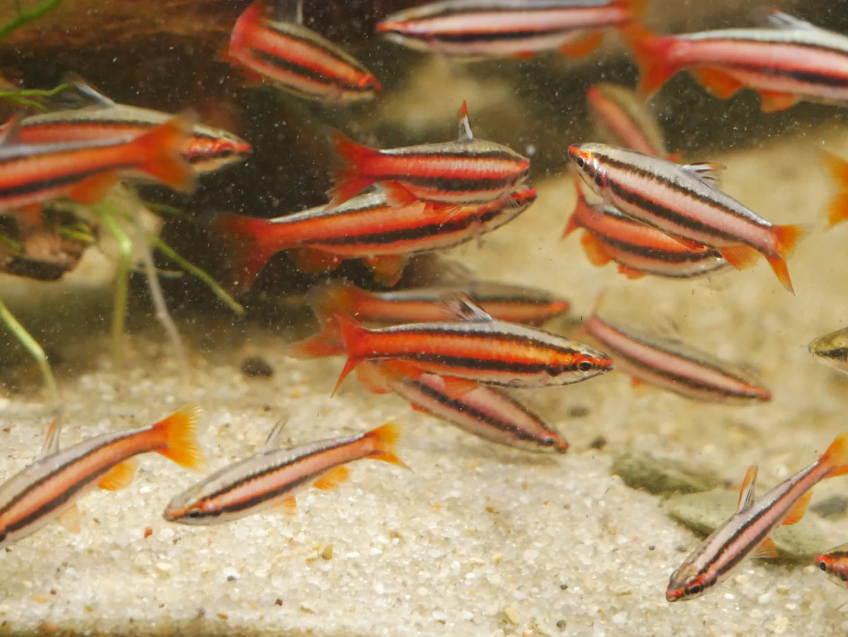 3-Pack Coral Red Pencilfish 1–1.25" Nannostomus Live Freshwater Aquarium Fish