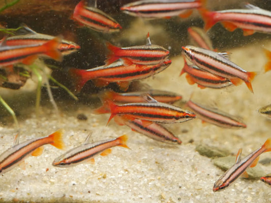 3-Pack Coral Red Pencilfish 1–1.25" Nannostomus Live Freshwater Aquarium Fish
