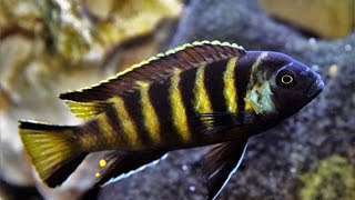 2-Pack Chailosi Cichlid 2.0” – Colorful African Freshwater Aquarium Fish