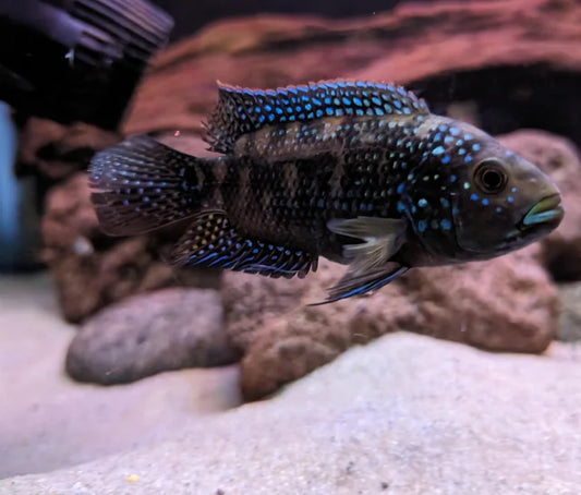 Jack Dempsey Cichlid 1.5–2 Inch Live Freshwater Fish Aquarium Community Tank