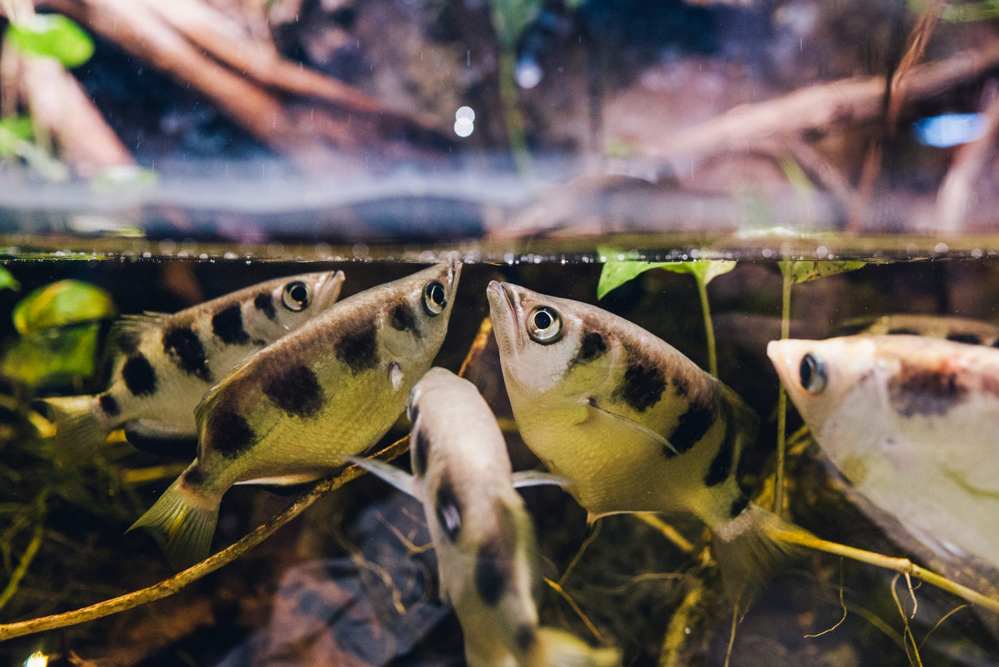 Banded Archerfish 2.0-2.5 Inch Live Brackish Aquarium Fish Archer Fish Tropical