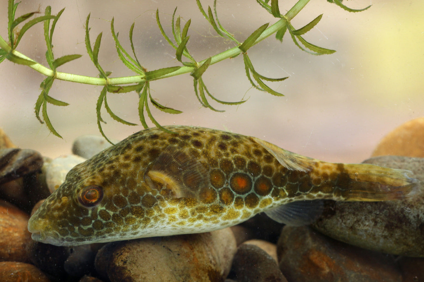 Abe's Puffer Fish 3-4 Inch Live Freshwater Aquarium Pea Puffer Rare Puffer