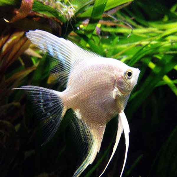 Platinum Angelfish 1.5-2.0 Inch Live Freshwater Fish Aquarium Rare Pro
