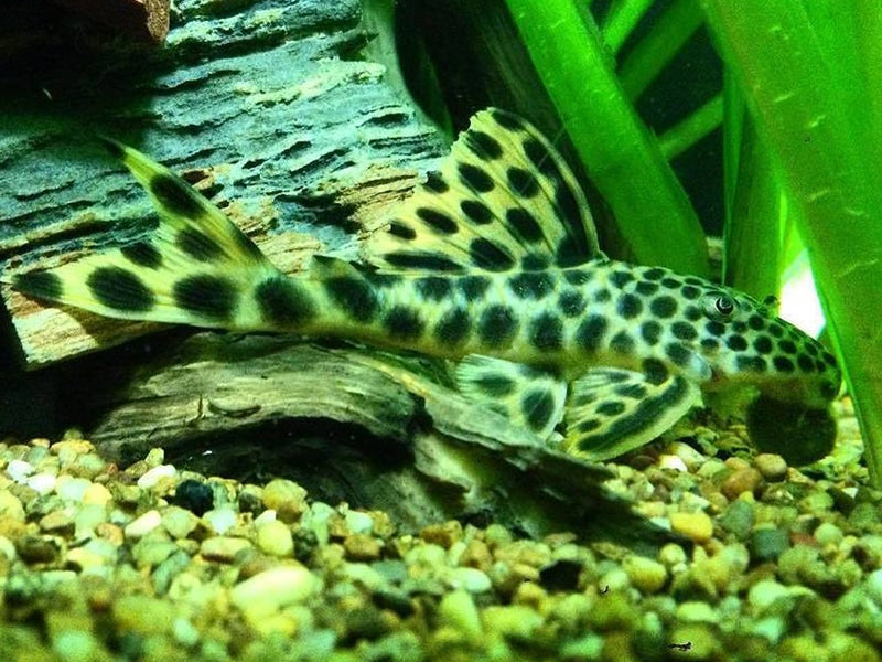 Spotted Peckoltia Pleco L124 – 3” Rare Live Freshwater Algae Eater Fish