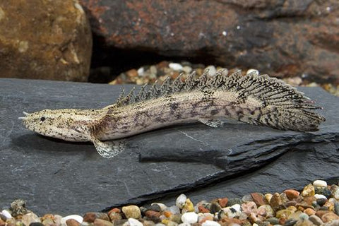 Endlicheri Polypterus Tank Raised 2.5–3” – Live Freshwater Bichir Aquarium Fish