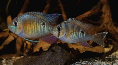 Cupid Cichlid Biotodoma Cupido 3-4" Live Freshwater Fish Peaceful Rare