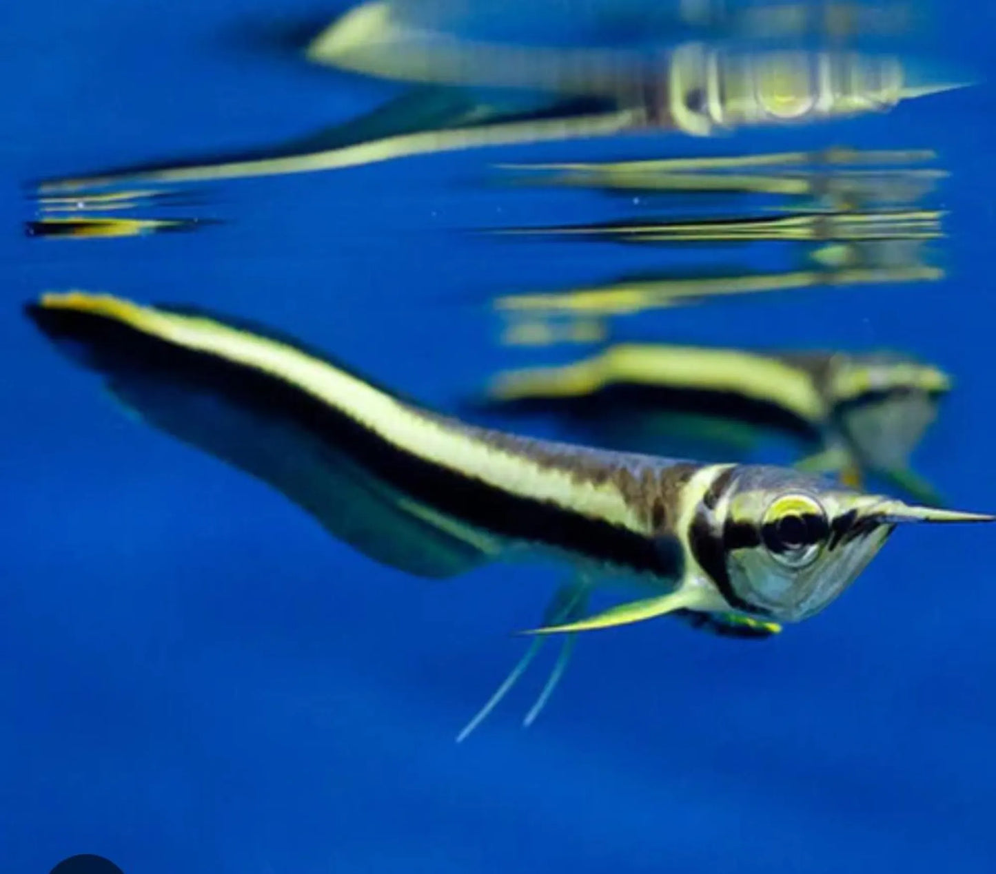 Black Arowana 3–4” – Live Freshwater Aquarium Fish Exotic Oddball for Large Tanks (Copia)