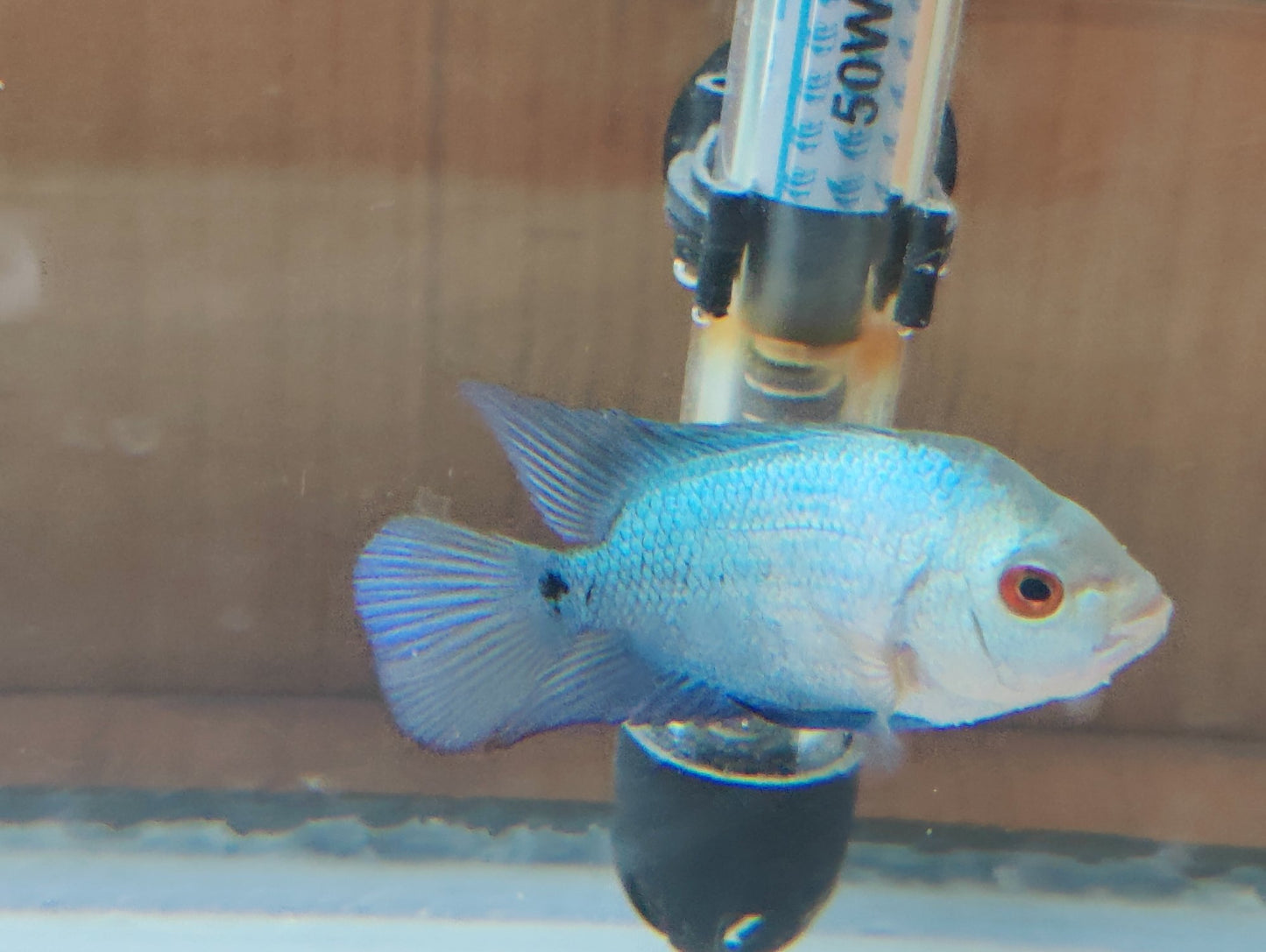 Blue Diamond Flowerhorn Live Fish 1.0–1.5 Inch Juvenile Freshwater Cichlid.
