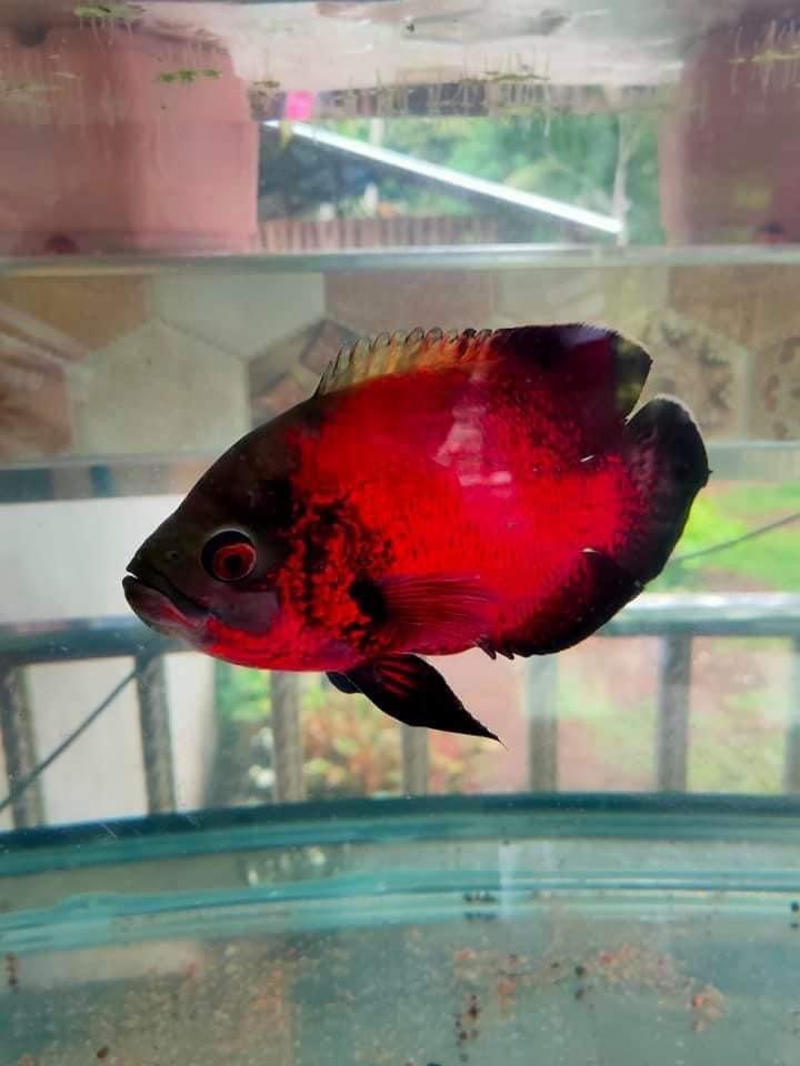 Oscar Black-Red Chili 2.5-3 Inch Live Freshwater Cichlid Aquarium Fish XL