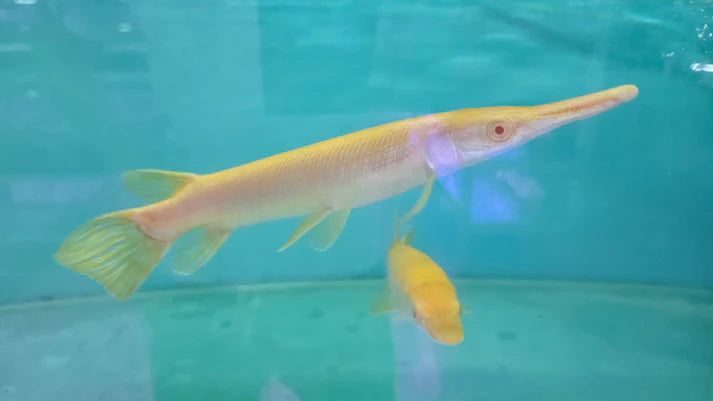 Albino Alligator Gar 3.5-4 Inch Live Freshwater Predator Aquarium Fish XL