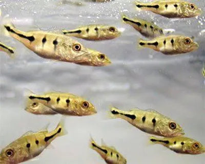 Orinoco Peacock Bass 2.5-3 Inch Live Freshwater Aquarium Fish Rare Predator XL!!