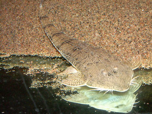 Giant Whiptail Loricaria Pseudohemiodon 4-5 Inch Live Freshwater Fish