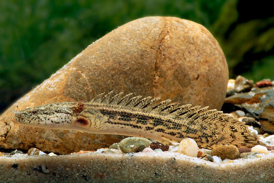 Ansorgii Polypterus Tank Raised 2-2.5″ – Live Freshwater Bichir Fish – Rare & Hardy