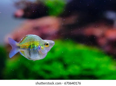 3-Pack Short Body Boesemani Rainbowfish 1.5-2" Live Freshwater Aquarium Fish