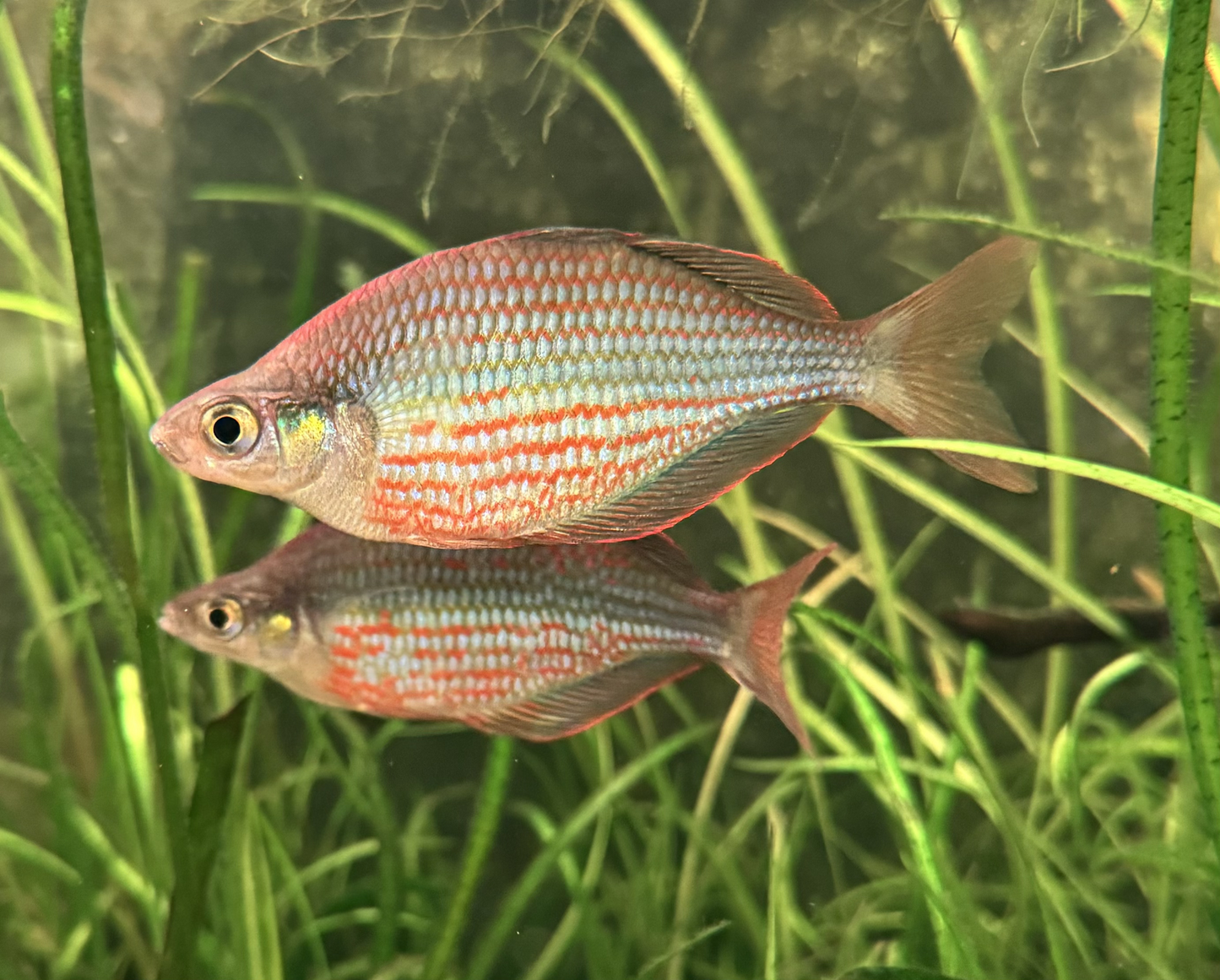 3-Pack Dorityi Rainbowfish Live Fish – Colorful Peaceful Schooling Aquarium