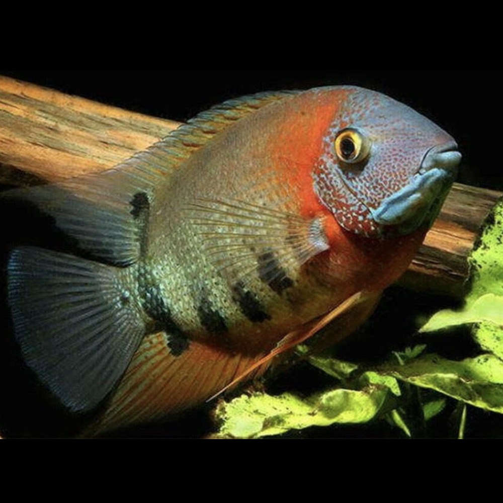 Wild Red Shoulder Severum 5-6 Inch Live Freshwater Aquarium Cichlid Fish