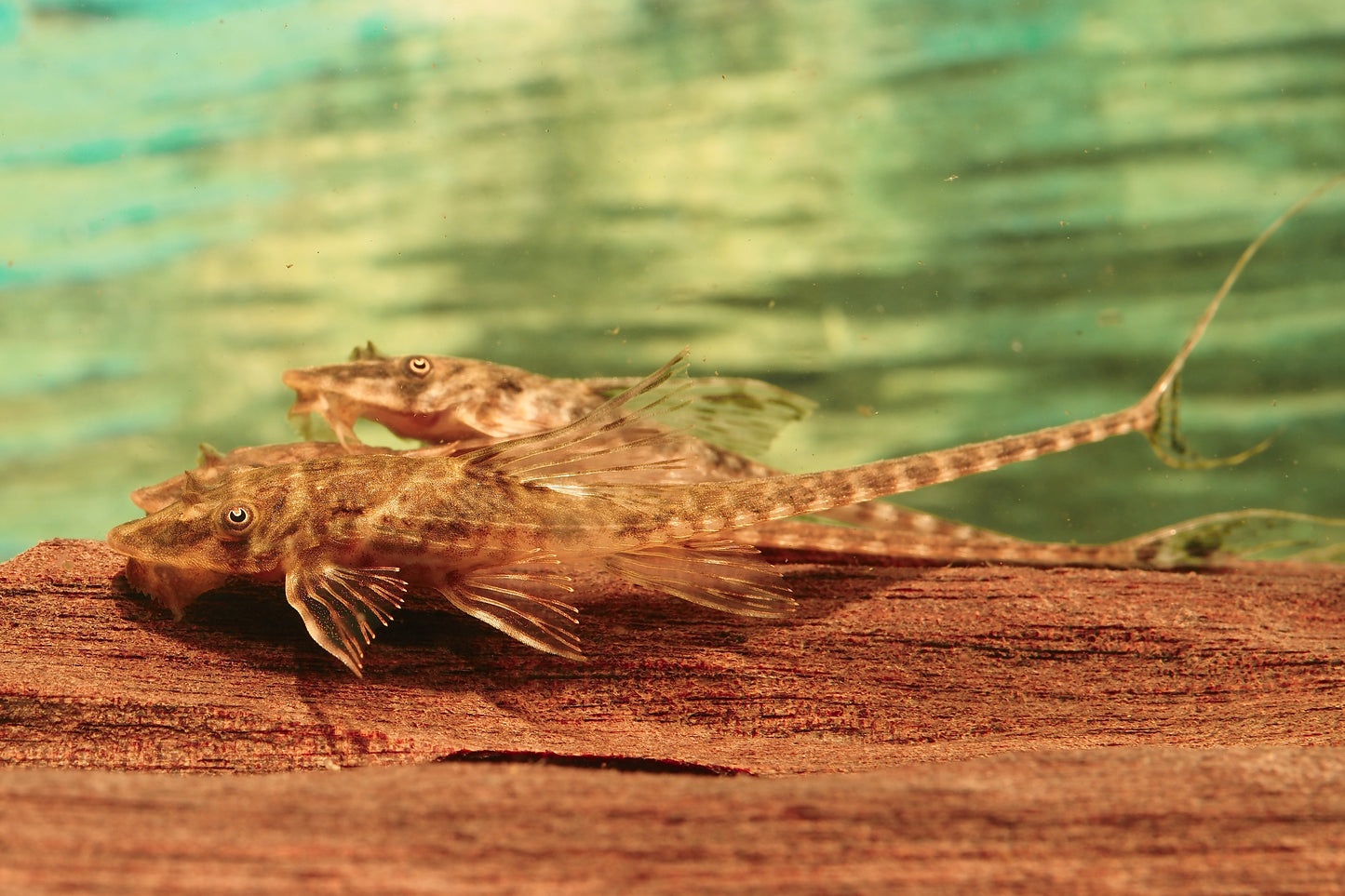 2-Pack Whiptail Catfish 2.0–2.5” – Peaceful Freshwater Bottom Dweller Aquarium Fish