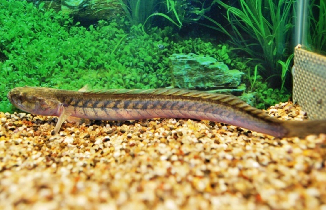 Dragon Fish 4–5 Inch – Live Rare Freshwater Oddball for Aquarium Tanks