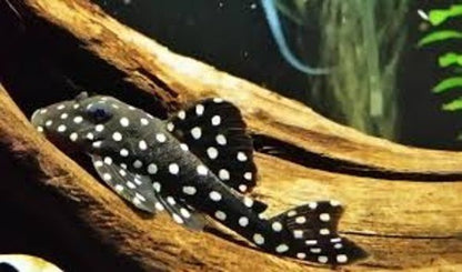 Pleco L471 Mini Snowball 1.5-2.5" Live Freshwater Fish Rare L Number Cat
