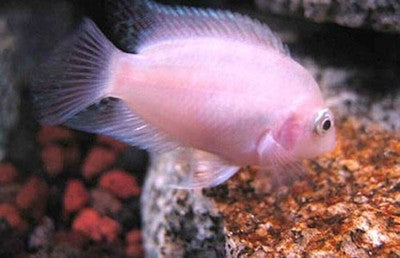 2-Pack Pink Convict Cichlid 2.0” – Hardy Peaceful Freshwater Aquarium Fish