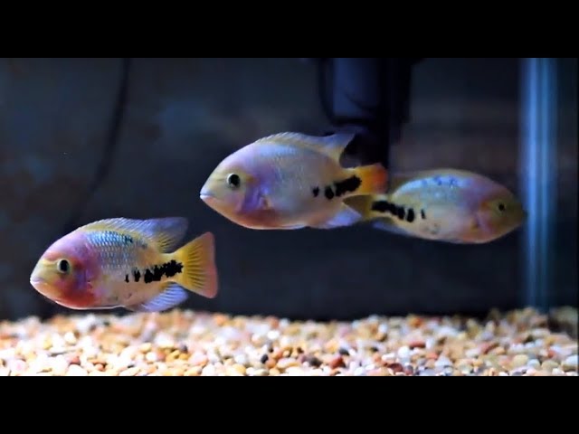 Red Head Synspilum Cichlid 3-3.5 Inch Vieja Melanura Live Fish Tank