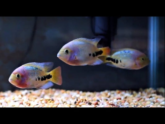 Red Head Synspilum Cichlid 3-3.5 Inch Vieja Melanura Live Fish Tank