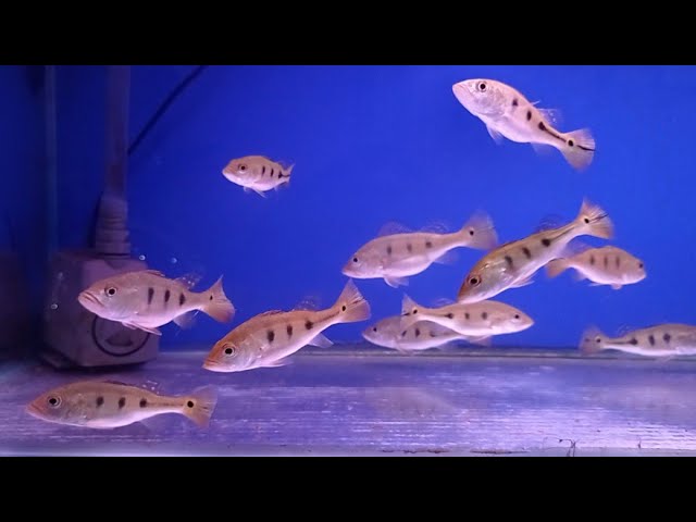 Monoculus Peacock Bass 2.5-3 Inch Live Freshwater Aquarium Fish Rare XL