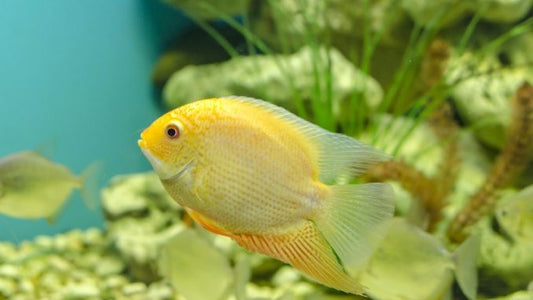2-Pack Gold Severum Cichlid 2” – Live Freshwater Aquarium Fish for Community Tanks