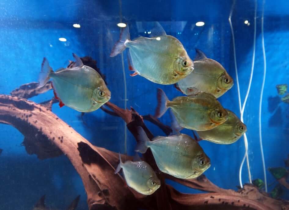 3-Pack Silver Dollar 1.5” – Live Freshwater Fish – Active Peaceful Schooling