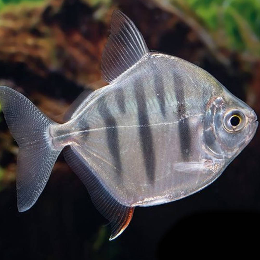 2-Pack Tiger Silver Dollar 1.5” – Live Freshwater Fish – Peaceful Schooling
