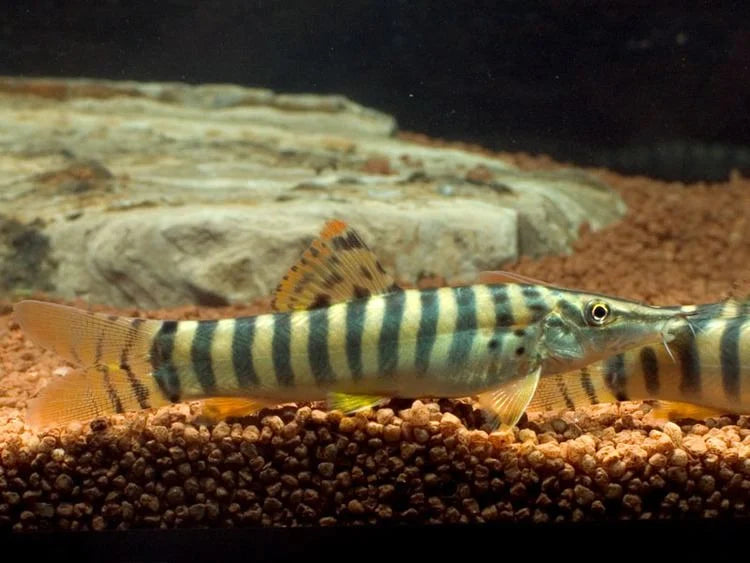 2-Pack Tiger Botia 3.5-4" Live Freshwater Loach Rare Tropical Aquarium Fish