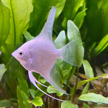 Platinum Angelfish 1.5-2.0 Inch Live Freshwater Fish Aquarium Rare Pro