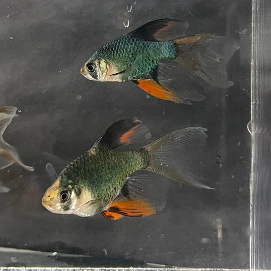 6-Pack Longfin Green Tiger Barbs – Live Colorful Freshwater Fish for Aquarium